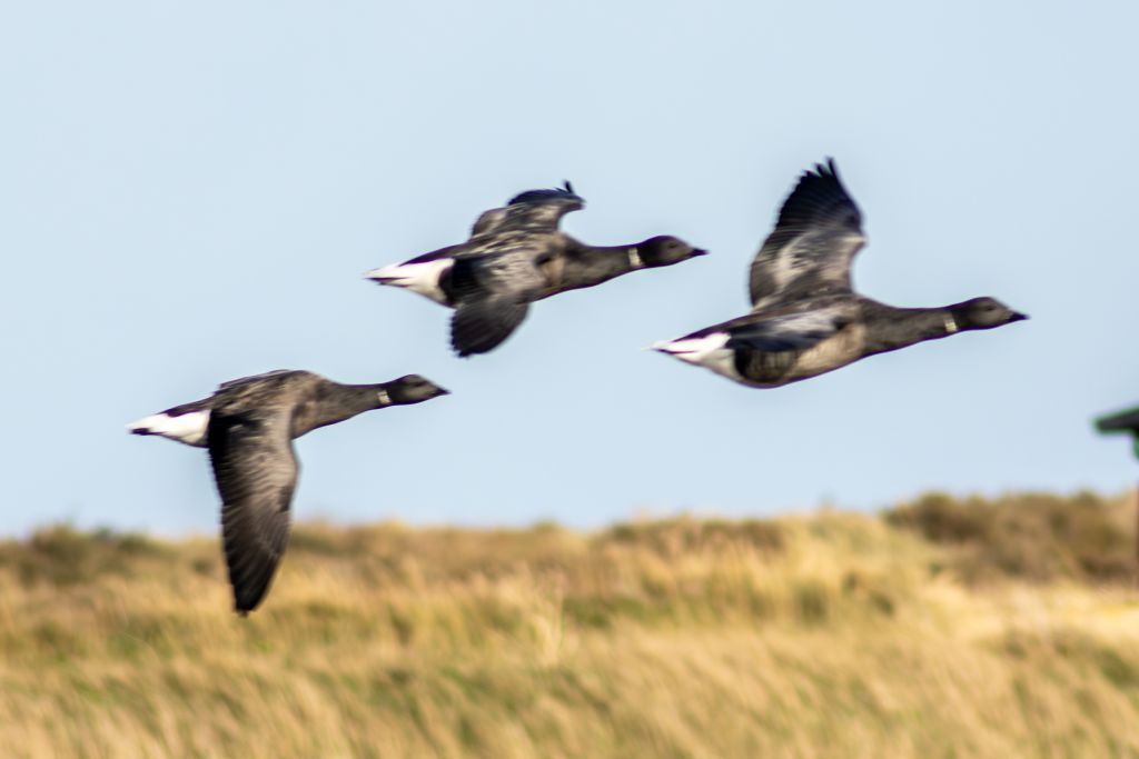 Brant Goose (Branta bernicla) In flight